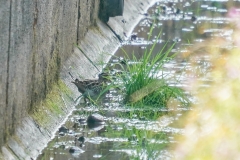 タシギ　 冬鳥・旅鳥　全長27cm