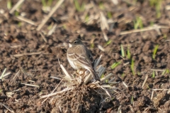 タヒバリ