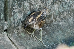 タマシギ　留鳥・漂鳥　全長24cm　幼鳥