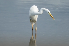 ダイサギ