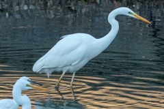 ダイサギ
