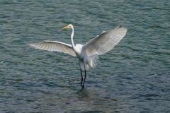 チュウダイサギ