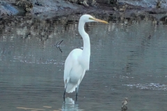 チュウダイサギ