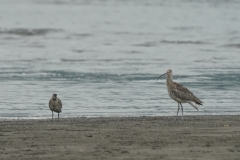 ダイシャクシギ全長60cmとチュウシャクシギ(幼鳥)