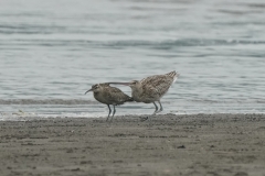 ダイシャクシギ全長60cmとチュウシャクシギ(幼鳥)