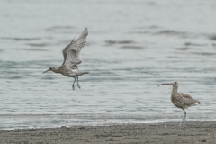 ダイシャクシギ全長60cmとチュウシャクシギ(幼鳥)