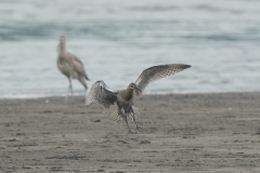 ダイシャクシギ全長60cmとチュウシャクシギ(幼鳥)