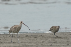 ダイシャクシギ全長60cmとチュウシャクシギ(幼鳥)