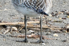 ダイゼン　冬鳥・旅鳥　全長29cm