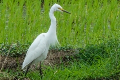 チュウサギ