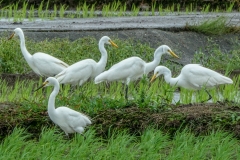 チュウサギ