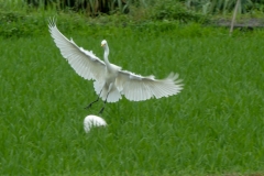 チュウサギ