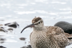 チュウシャクシギ　全長42cm　旅鳥　2020/04/20