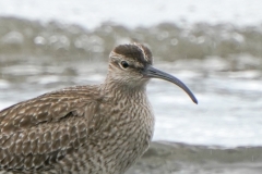 チュウシャクシギ　全長42cm　旅鳥　2020/04/20