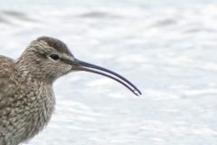 チュウシャクシギ　全長42cm　旅鳥　2020/04/20