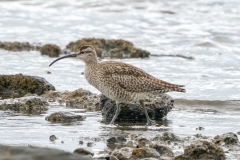 チュウシャクシギ　全長42cm　旅鳥　2020/04/20