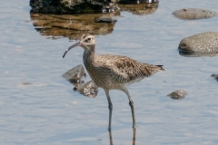 チュウシャクシギ