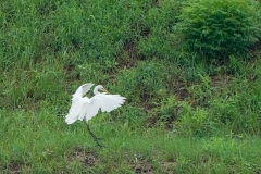 チュウダイサギ