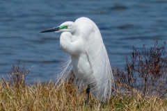 チュウダイサギ
