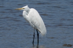 チュウダイサギ