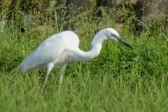 チュウダイサギ
