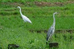 チュウダイサギ