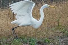 チュウダイサギ