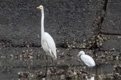 チュウダイサギ