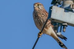 チョウゲンボウ