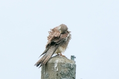 チョウゲンボウ　留鳥　全長オス33cm.メス39cm