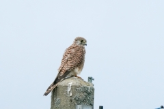 チョウゲンボウ　留鳥　全長オス33cm.メス39cm