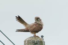 チョウゲンボウ　留鳥　全長オス33cm.メス39cm