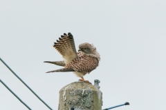 チョウゲンボウ　留鳥　全長オス33cm.メス39cm