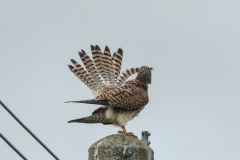 チョウゲンボウ　留鳥　全長オス33cm.メス39cm