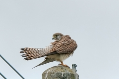 チョウゲンボウ　留鳥　全長オス33cm.メス39cm