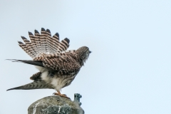 チョウゲンボウ　留鳥　全長オス33cm.メス39cm