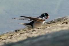 ツバメ　夏鳥　全長17cm