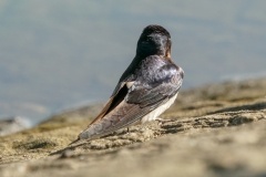 ツバメ　夏鳥　全長17cm