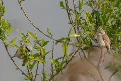 ツリスガラ 全長11cm　冬鳥