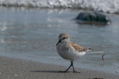 トウネン　旅鳥　全長15cm