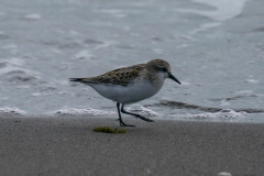 トウネン　旅鳥　全長15cm