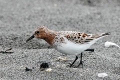 トウネン　旅鳥　全長15cm　2020/04/20