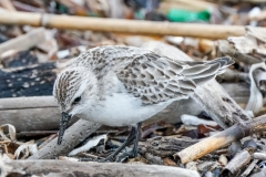 トウネン　旅鳥　全長15cm