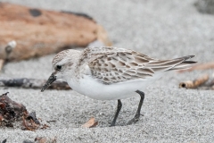 トウネン　旅鳥　全長15cm