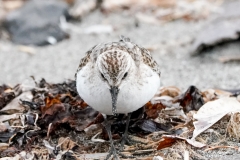 トウネン　旅鳥　全長15cm