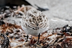 トウネン　旅鳥　全長15cm