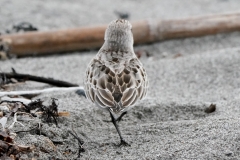 トウネン　旅鳥　全長15cm