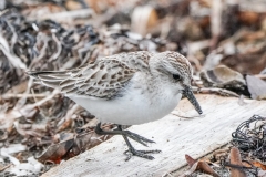 トウネン　旅鳥　全長15cm