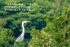 アオサギ