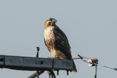 ノスリ　留鳥・漂鳥　全長オス52cm、メス57cm